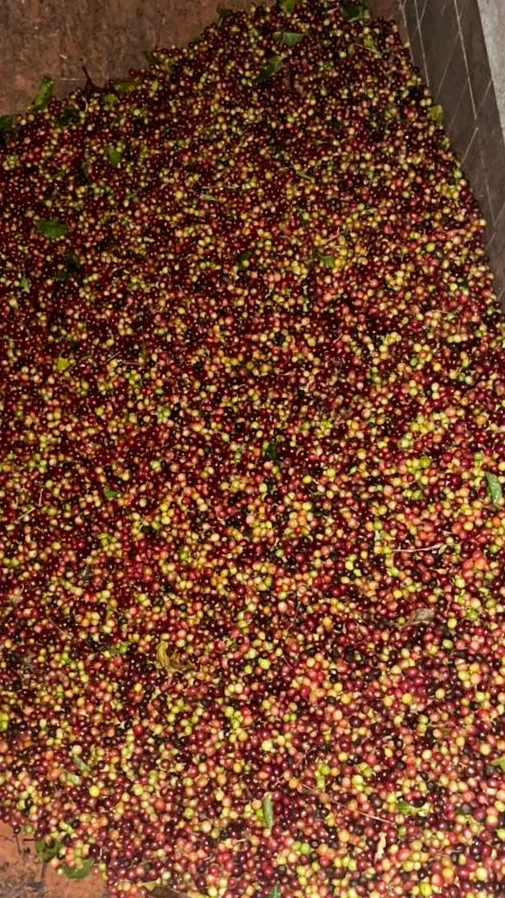 Café en cereza
